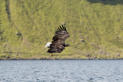 Experience the amazing white tailed sea eagles for which the island is famous