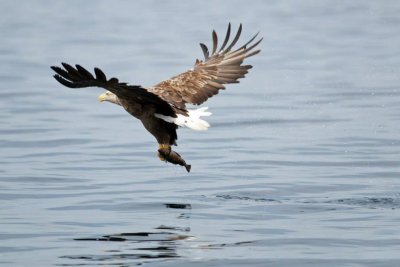 White tailed eagle fishing off the coast of Mull