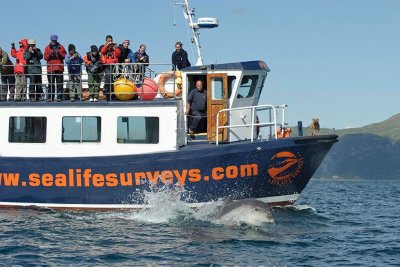 wildlife boat trips on mull