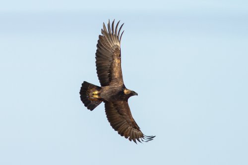 Golden eagles are regularly spotted in the local area