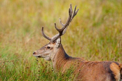Red deer roam the land surrounding Auchnacraig Lodge, an excellent cottage to experience the rut!
