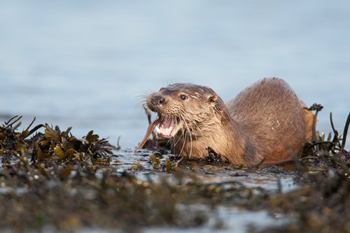 You could even spot otters in the bay!