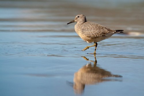 Wander along the coast for plenty of birdlife