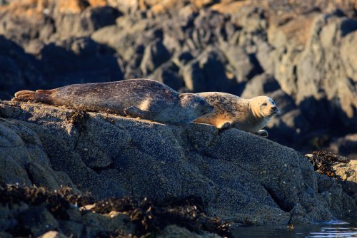 Seals are often seen on Calve island