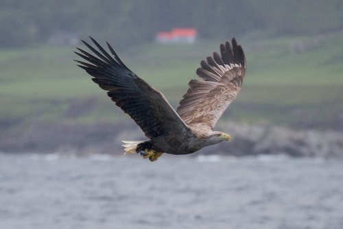 White tailed eagles can be seen around the cottages