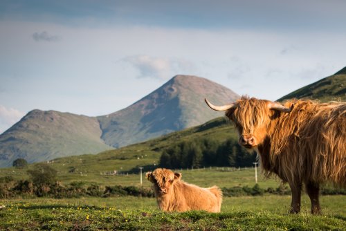 Highland cows at Glen Forsa